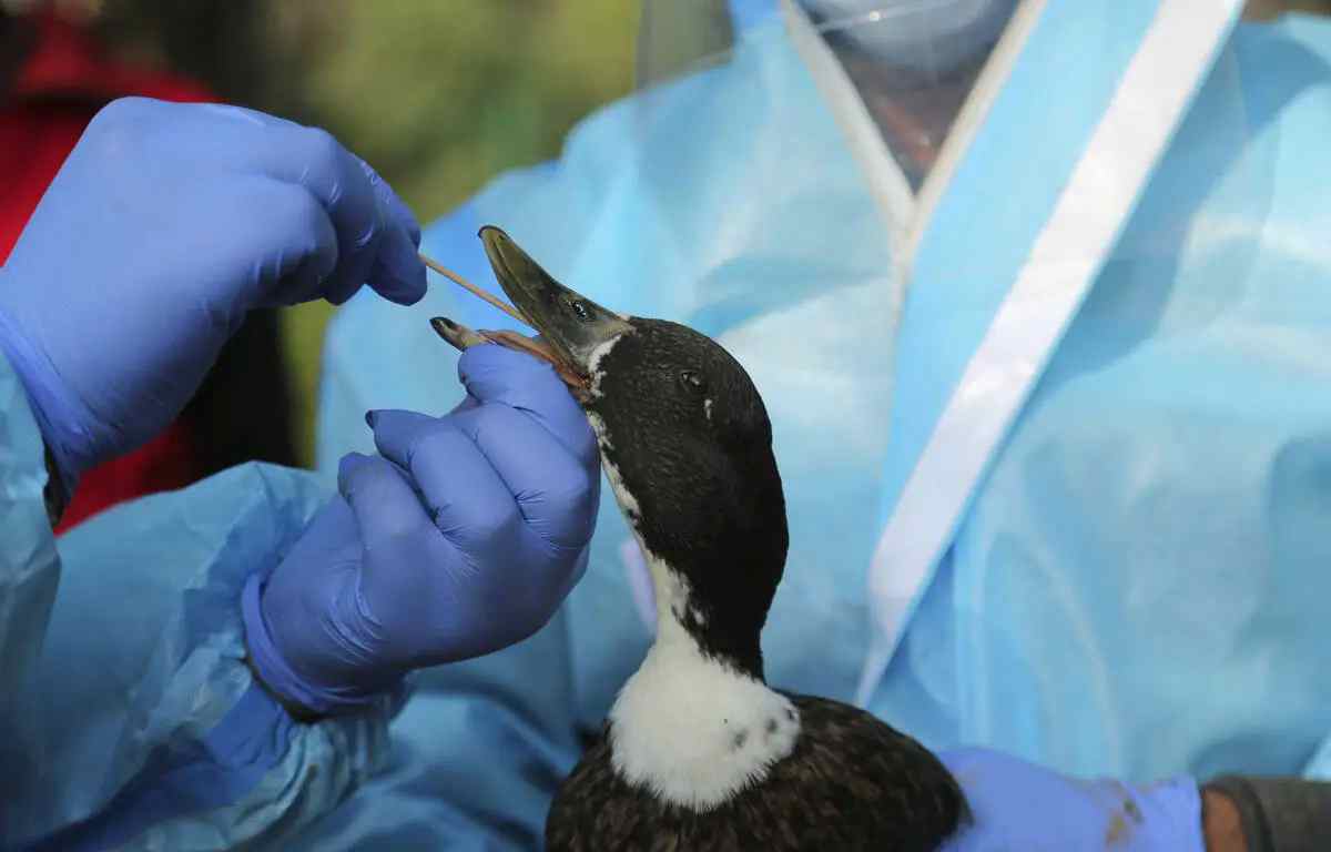 'GRIPPE AVIAIRE' : l'arnaque PCR